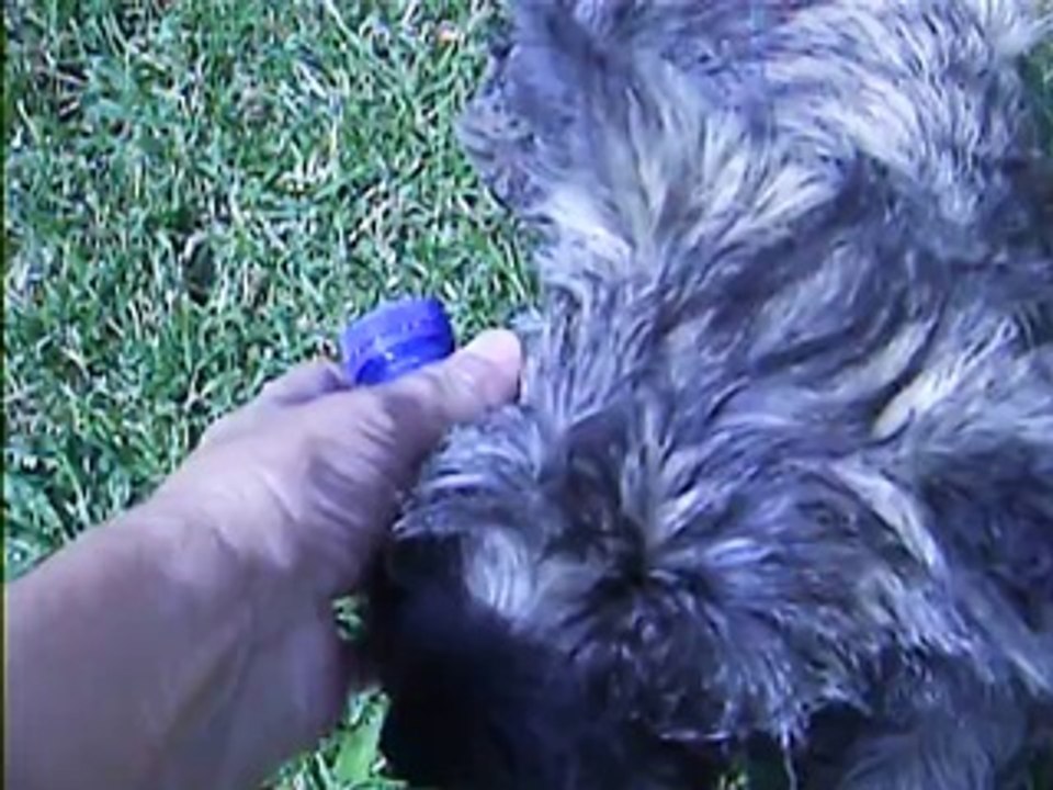 les chiens dehors à 11heures