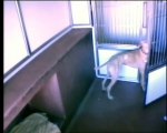 Smart Dog Escapes Cage And Frees Rest Of Dogs In Dog Kennel