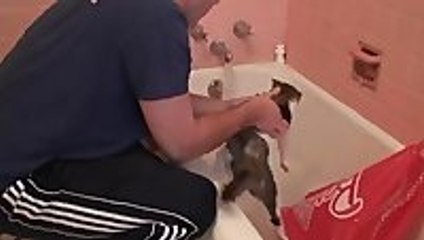 Cat Bath Fail