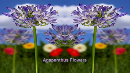 Spring 20 - flowers Agapanthus (HD720)