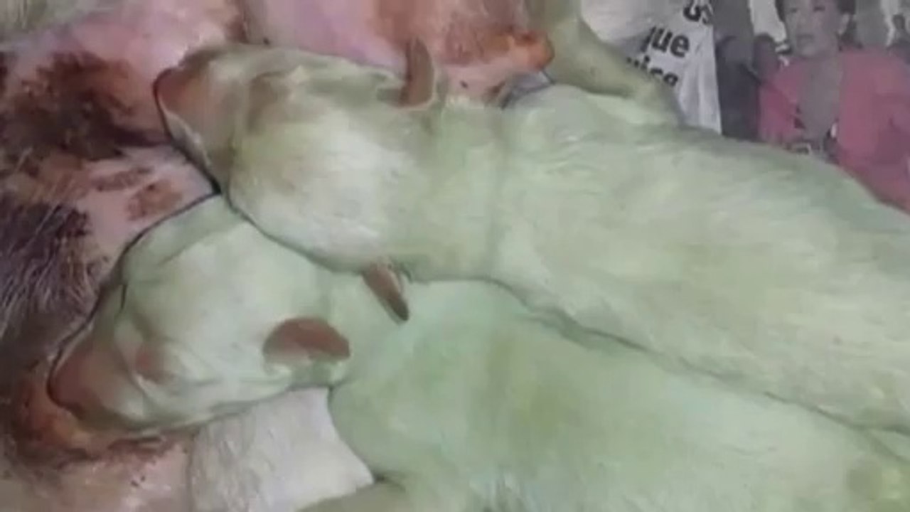 Nacen dos perros verdes en Valladolid España