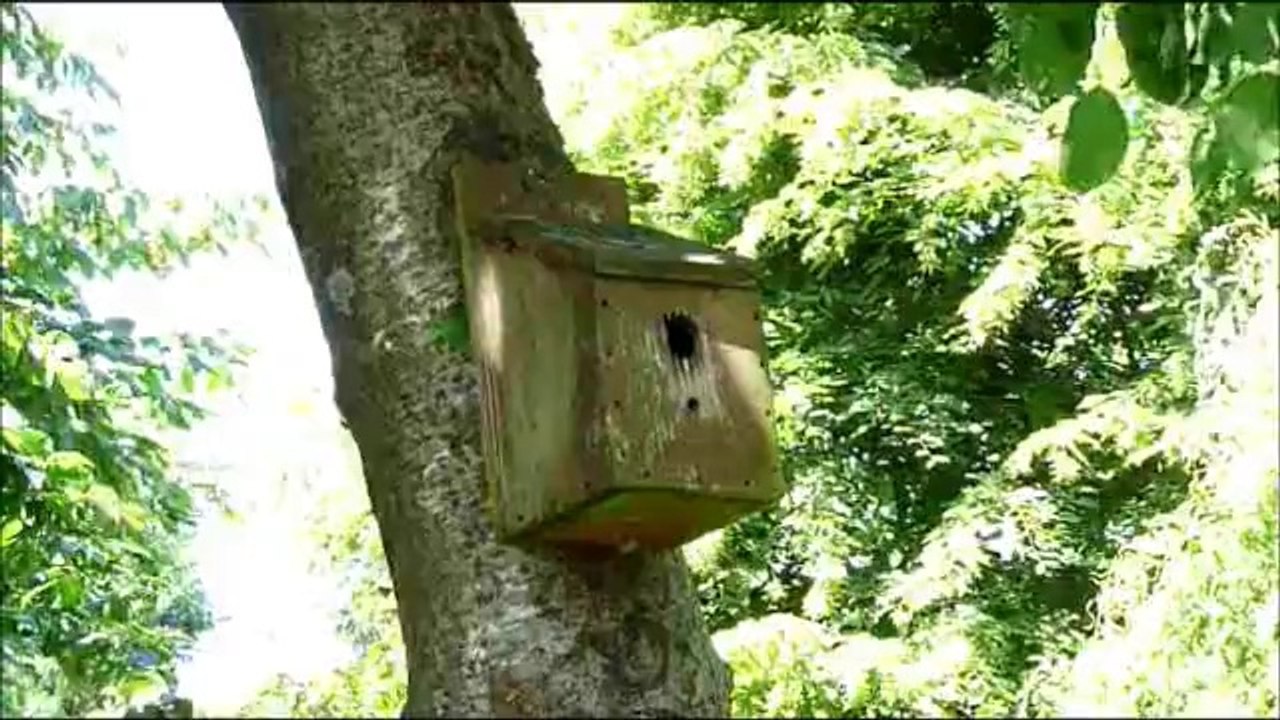 oiseau