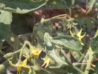 Galenika fitofarmacija, Zaštita povrća Paraćin _352_14.06.2014.