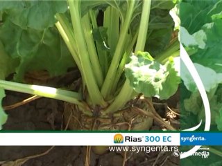 Syngenta, Dani polja _352_14.06.2014.