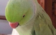 My sweet Parrot Sony Talking