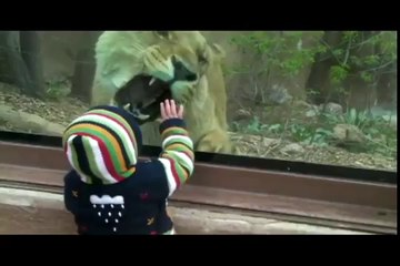 Une lionne veut manger un bébé ! a voir