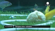 Shanghai: Fish World Cup!