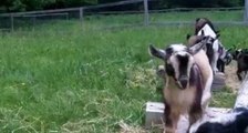Viral Goats Go Hopping at Sunflower Farm