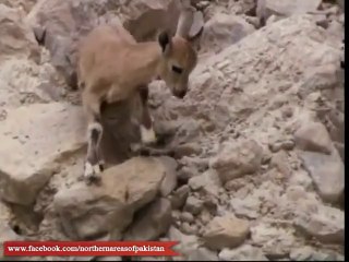 Goat that cheats Death