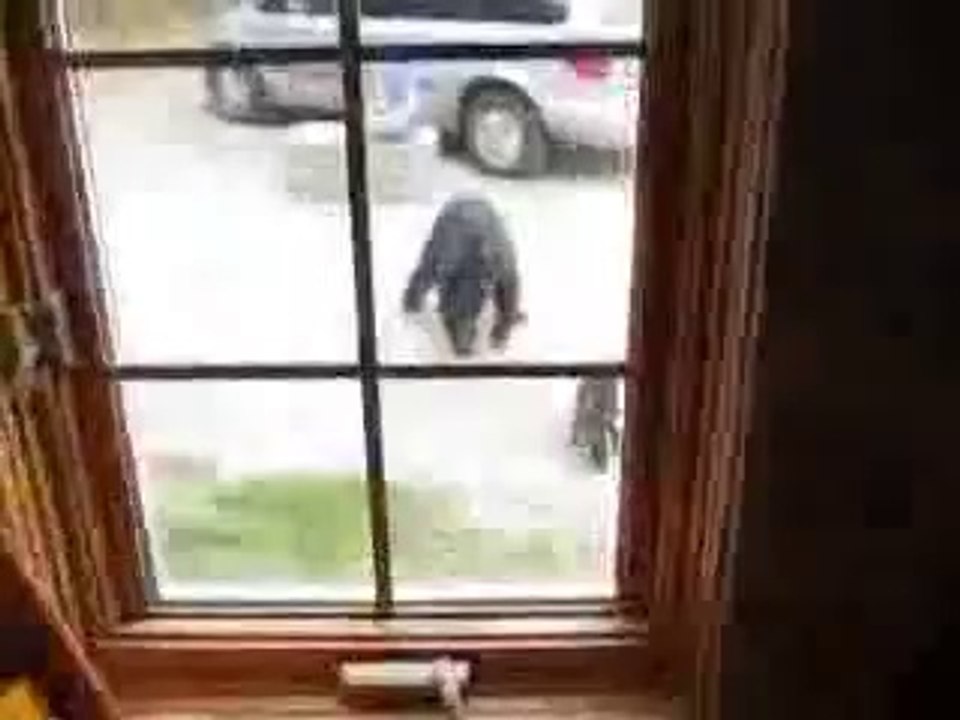 Un chat attaque un ours ! a voir