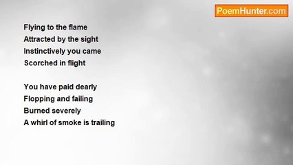 Theresa Ann Moore - Moth and Flame