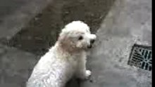 rulito en casa
