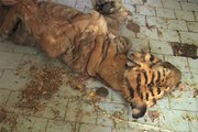 Dunya News - Karachi's Bengal tiger passes away due to chronic stomach illness