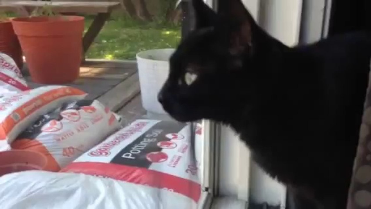 Jade wants outside