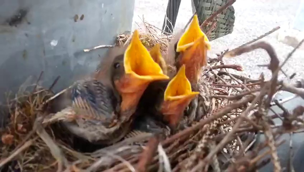Bébés oiseaux en milieu urbain! Magique...