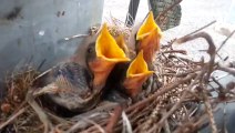 Surprise : Litte baby birds in electric substation! Adorable and cute...