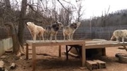 Pack Howling at a Wolf Sanctuary