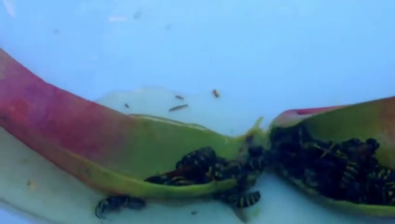 A l’intérieur d'une plante carnivore! Cimetière d'abeilles tuées...