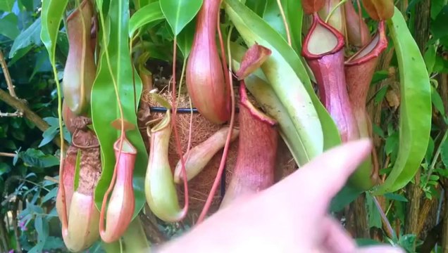 Inside A Carnivorous Plant. Dead bees...