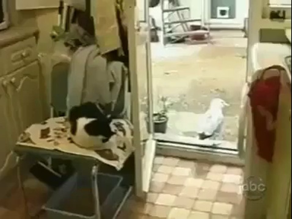 Brave Dove