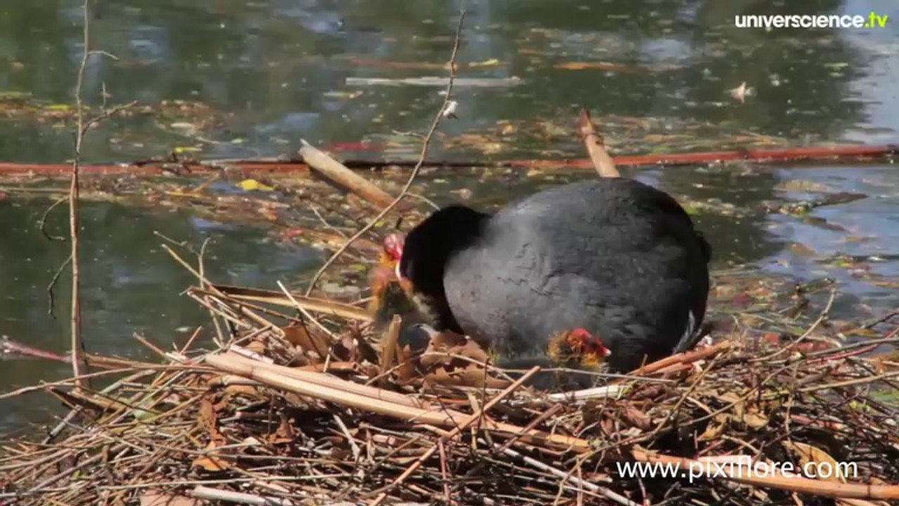 Le bois de Vincennes