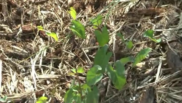 LES PROMENADES DE MICHOU W-D.D. - 29 MAI 2014 - PROMENONS NOUS DANS LE JARDIN DU S.N. - AIDEZ MOI A RECONNAITRE LES PLANTES.