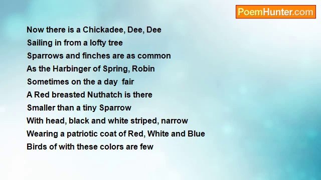 Nancy Chambers - Birdwatching Morn