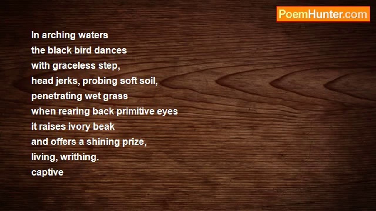 Steven Federle - In Arching Waters