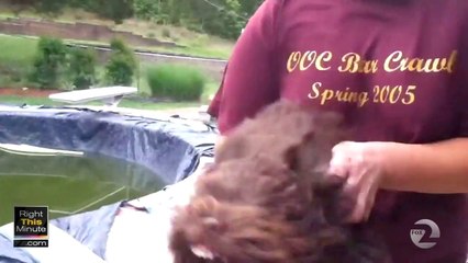 Dog likes leaf blower - Jun 11, 2014 3_01 PM Clip