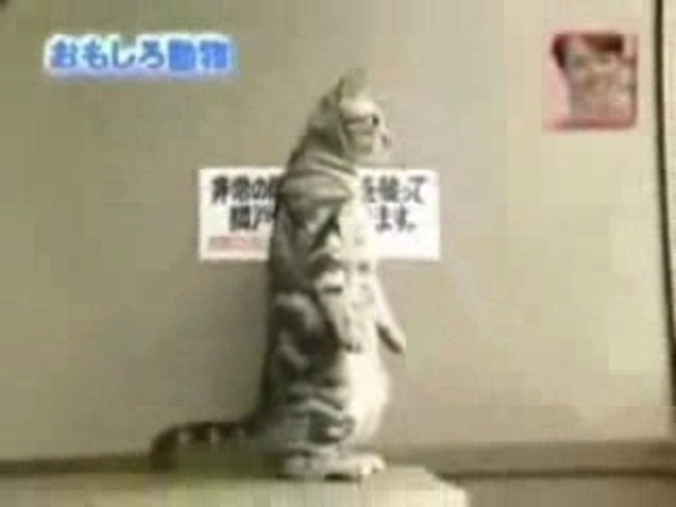 Chat debout