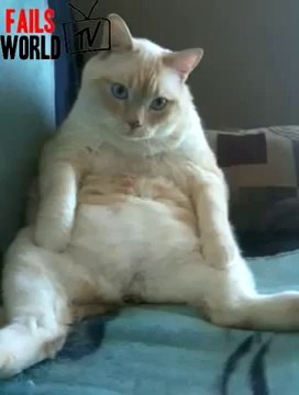 Hiccup And Fart Cat Long version - FAILS WORLD