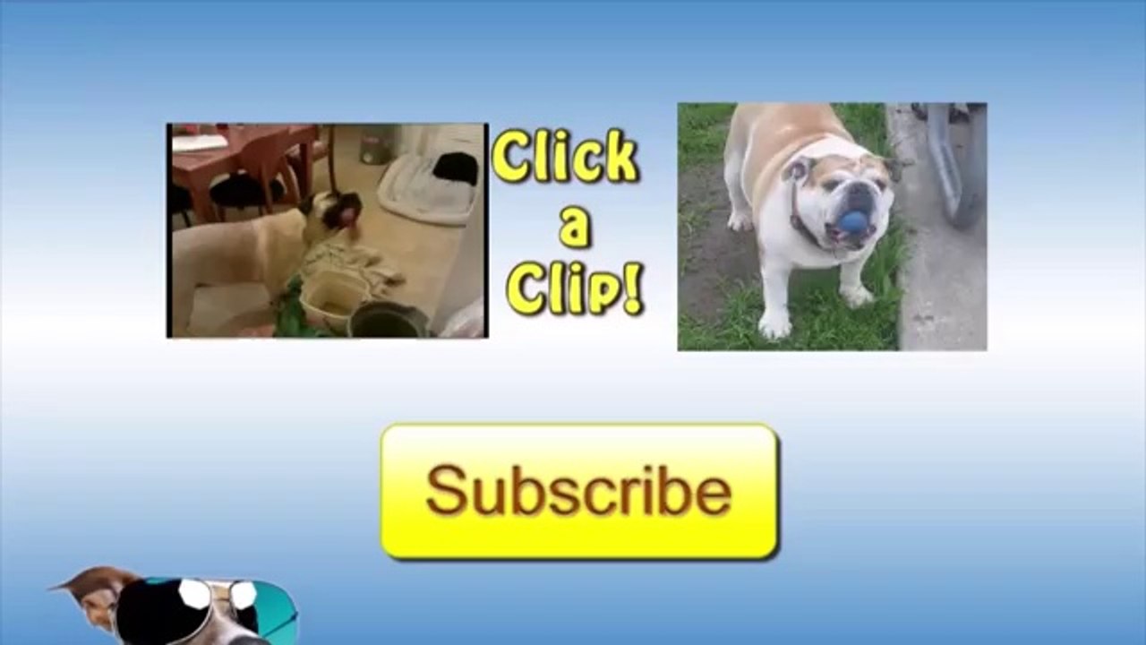 Doggy Fail