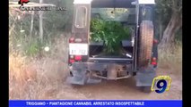 Triggiano | Piantagione cannabis, arrestato insospettabile