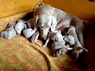 FANGA ET SES BEBES à 3 SEMAINES