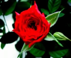 Air Supply - I Am All Out Of Love