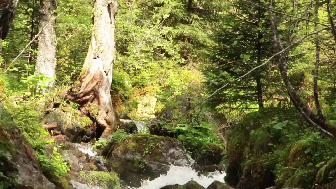 episode 1 prabert version courte