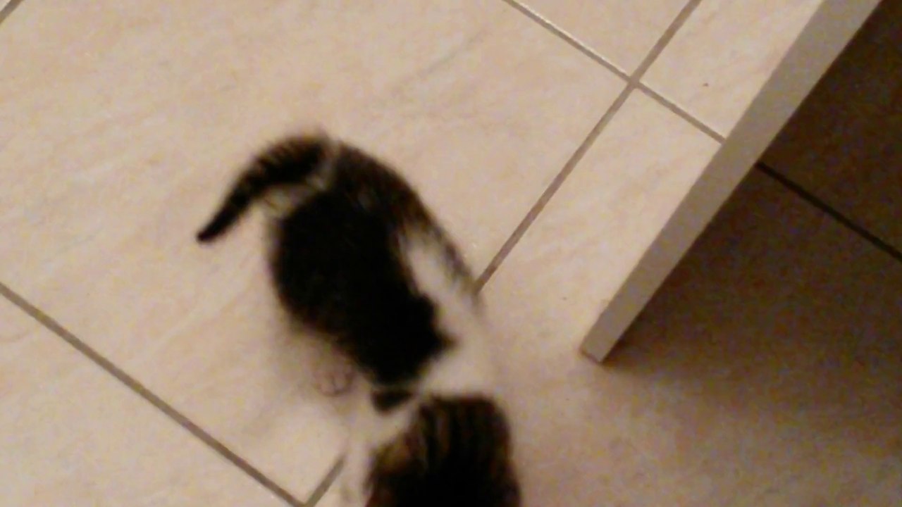 molly et la boule d'aluminium