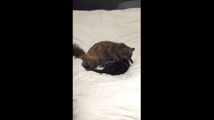 Frank SanPietro Cat Fight Fun