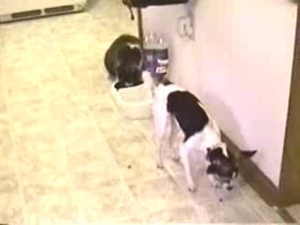 Gato Vs. Perro