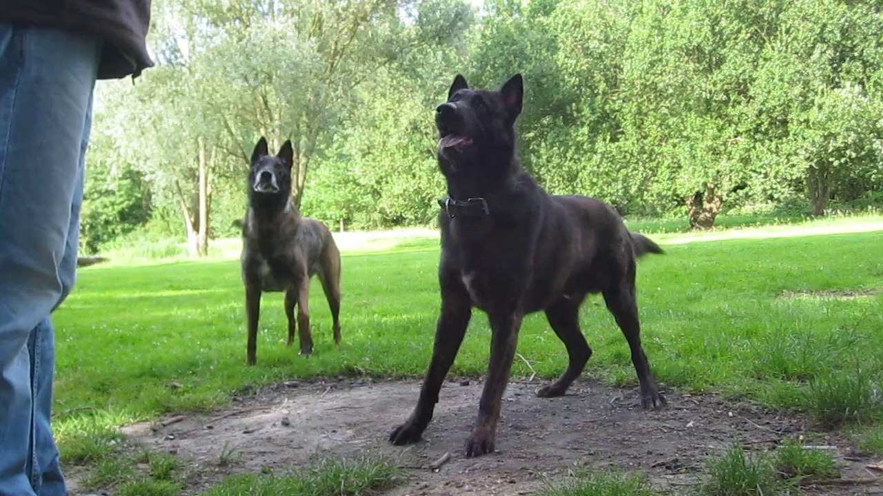 Phoenix et Urka sur la colline des Marchenelles