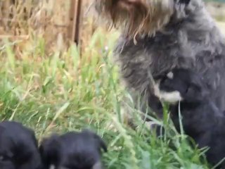 bébés schnauzers nains noirs et argents