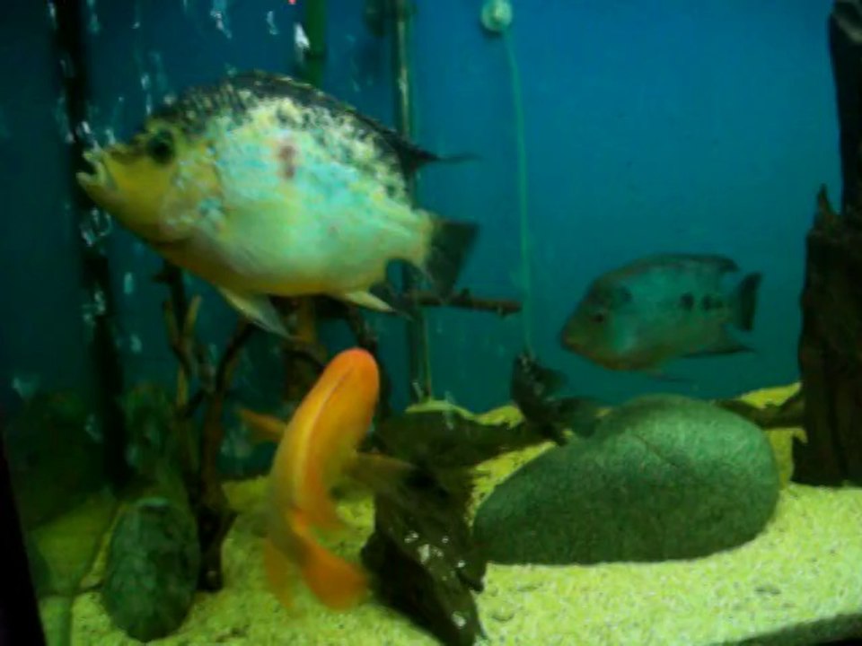 Karma Orta Amerkan Tank