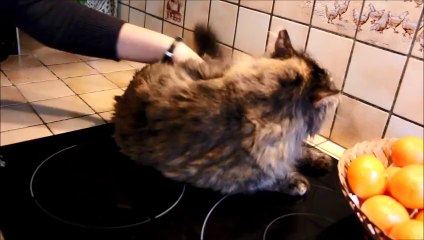 Les moments forts 2013 Ecole du chat de Quiberon
