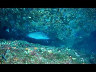 pierre de cassis 06 2014