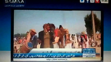 Camel Fight Muzaffargarh Report By Muhammad Sheraz Bashir