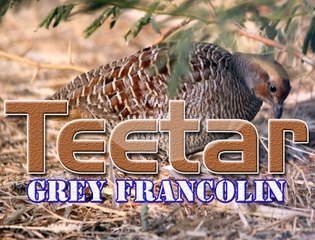 Teetar (Grey Francolin)