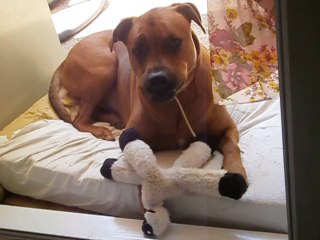 Eros et son doudou juin 2014