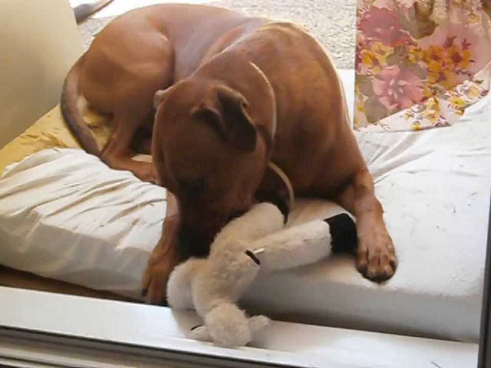 Eros et son doudou juin 2014 (2)