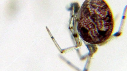 Believe it or not-Tear Drop Spider with Numbers 15 written on it -Amazing