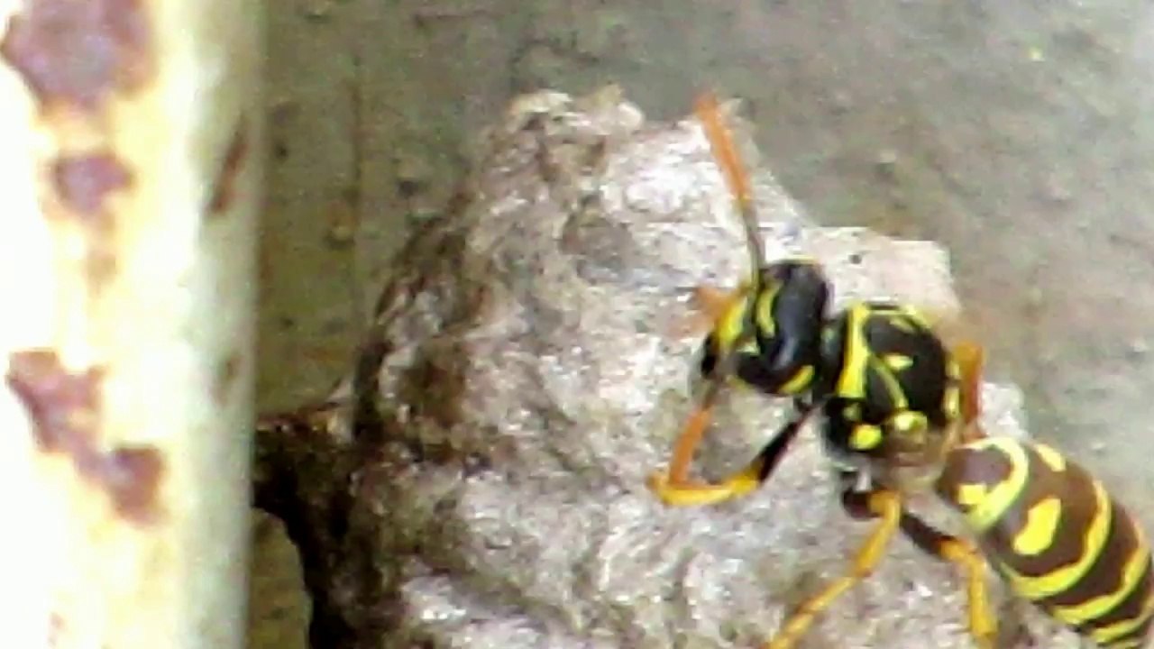 Hornet -Amazing Nature-Mini Documentary